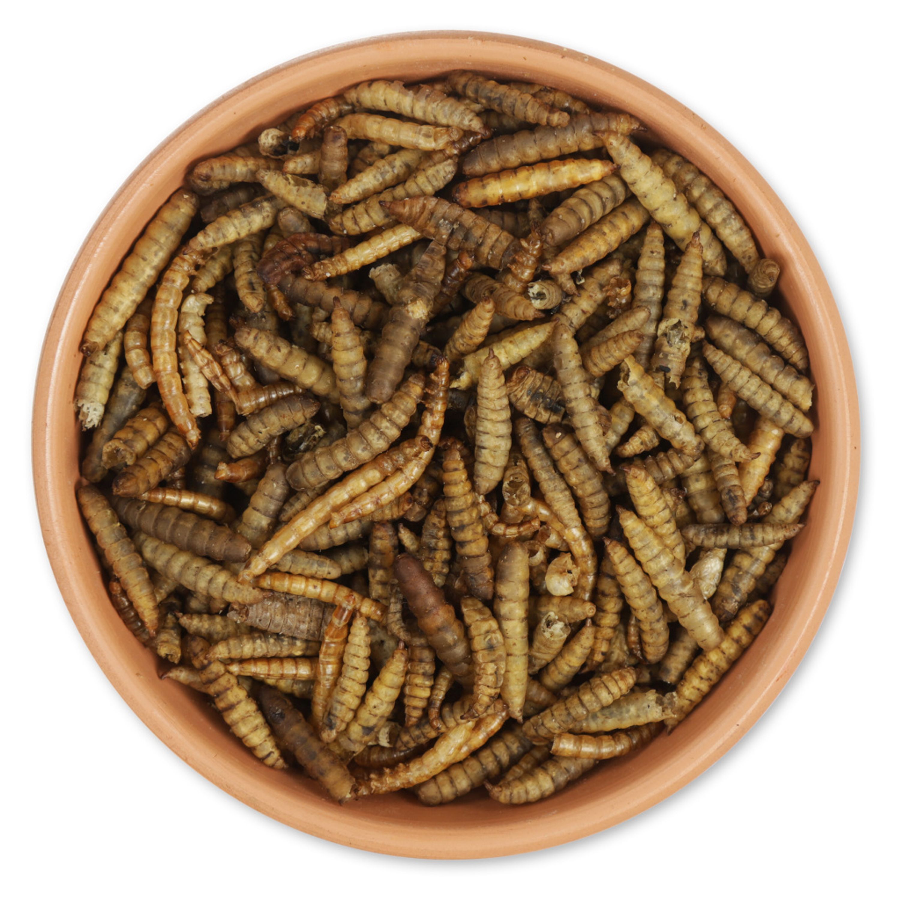 Eimer mit proteinreichem getrockneten Insekten-Mix 700 g | Vogelfutter | CJ Wildlife